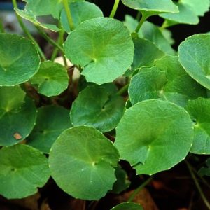 Gotu Kola, 120 Kapseln, von Wohlfühl Vital